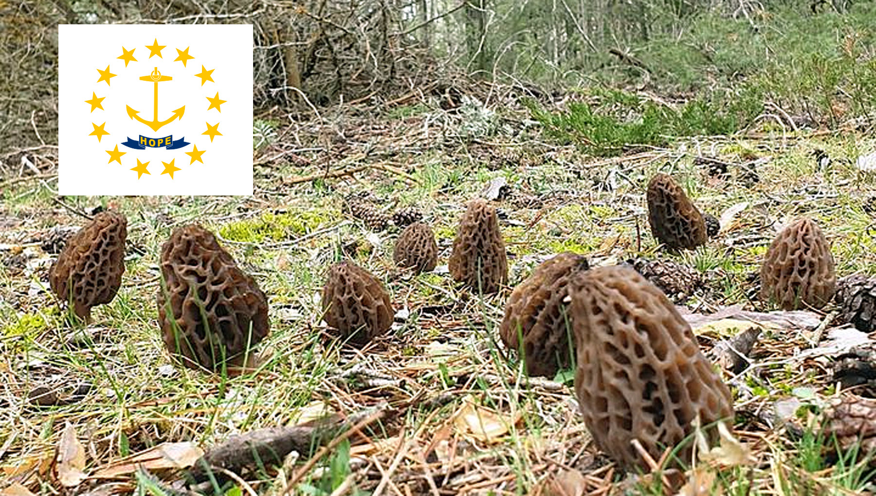 Morel Hunting In Rhode Island MushroomStalkers