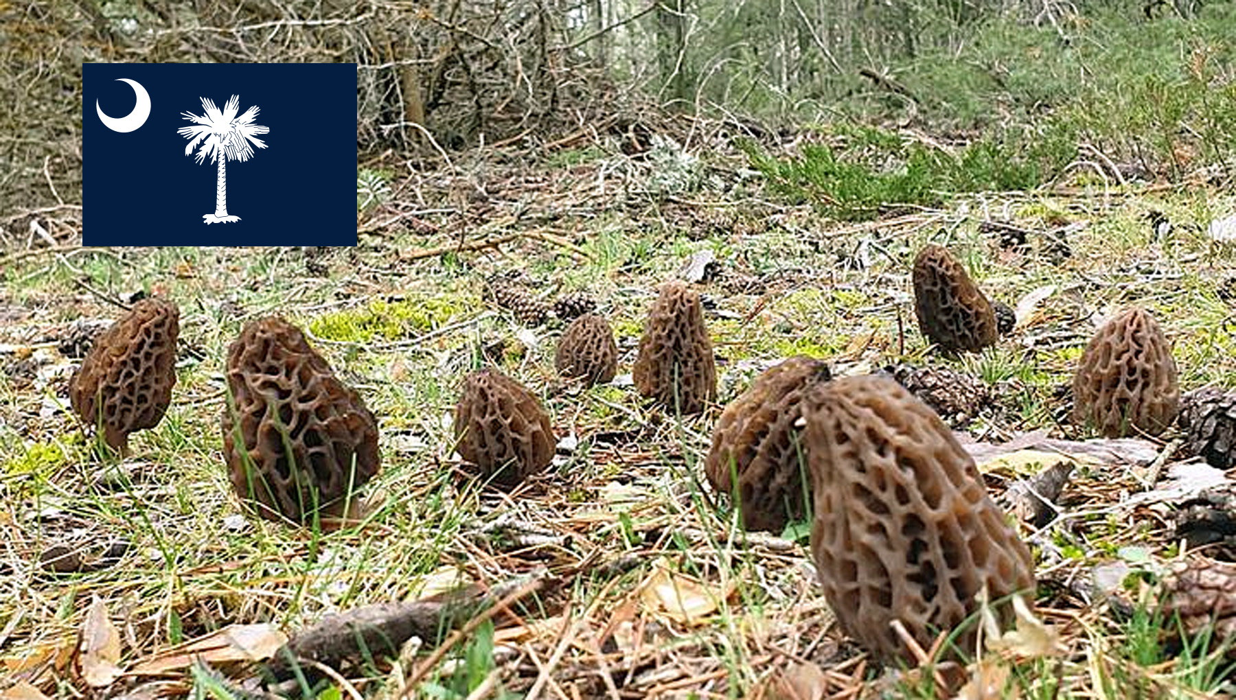 Morel Hunting In South Carolina MushroomStalkers
