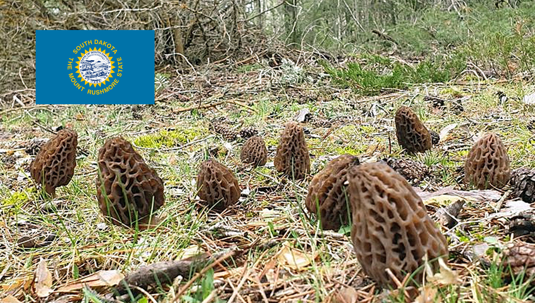 Morel Hunting In South Dakota MushroomStalkers