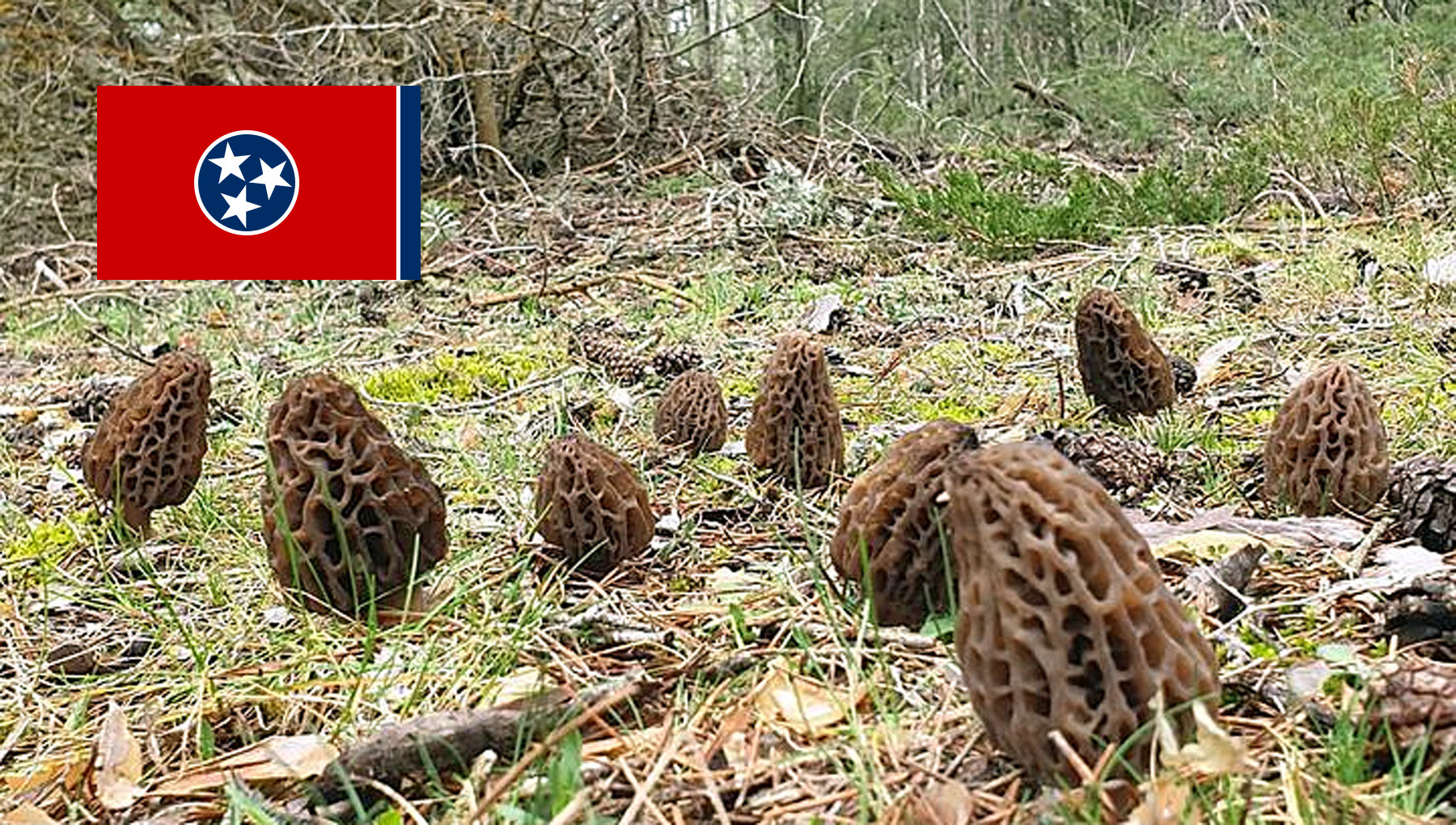 Morel Hunting In Tennessee MushroomStalkers