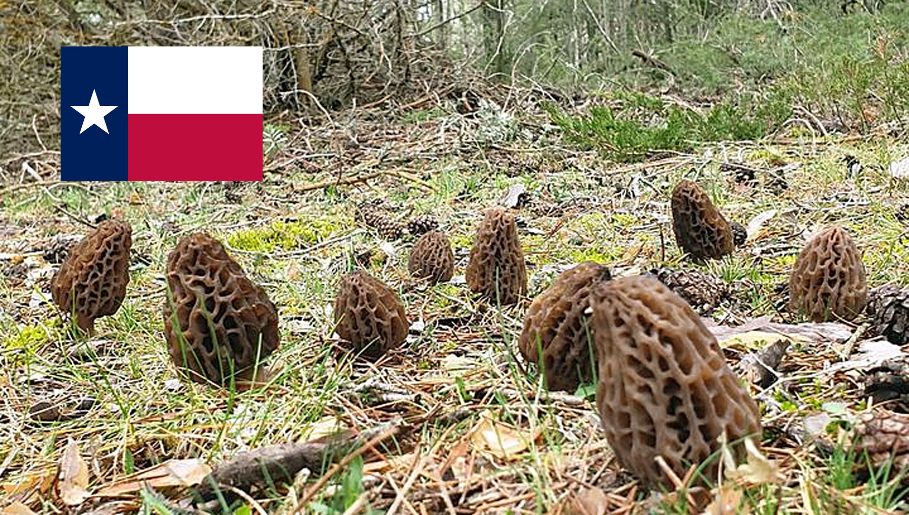 Morel Hunting In Texas MushroomStalkers