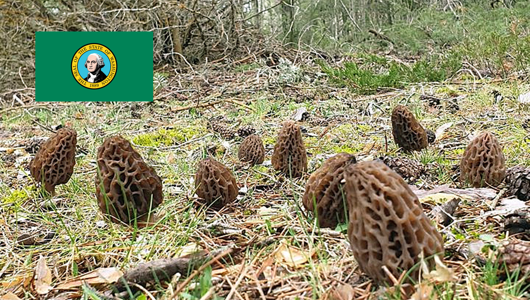 Morel Hunting In Washington MushroomStalkers