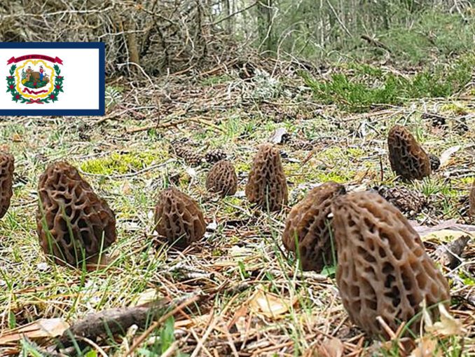 Morel Hunting In Washington MushroomStalkers