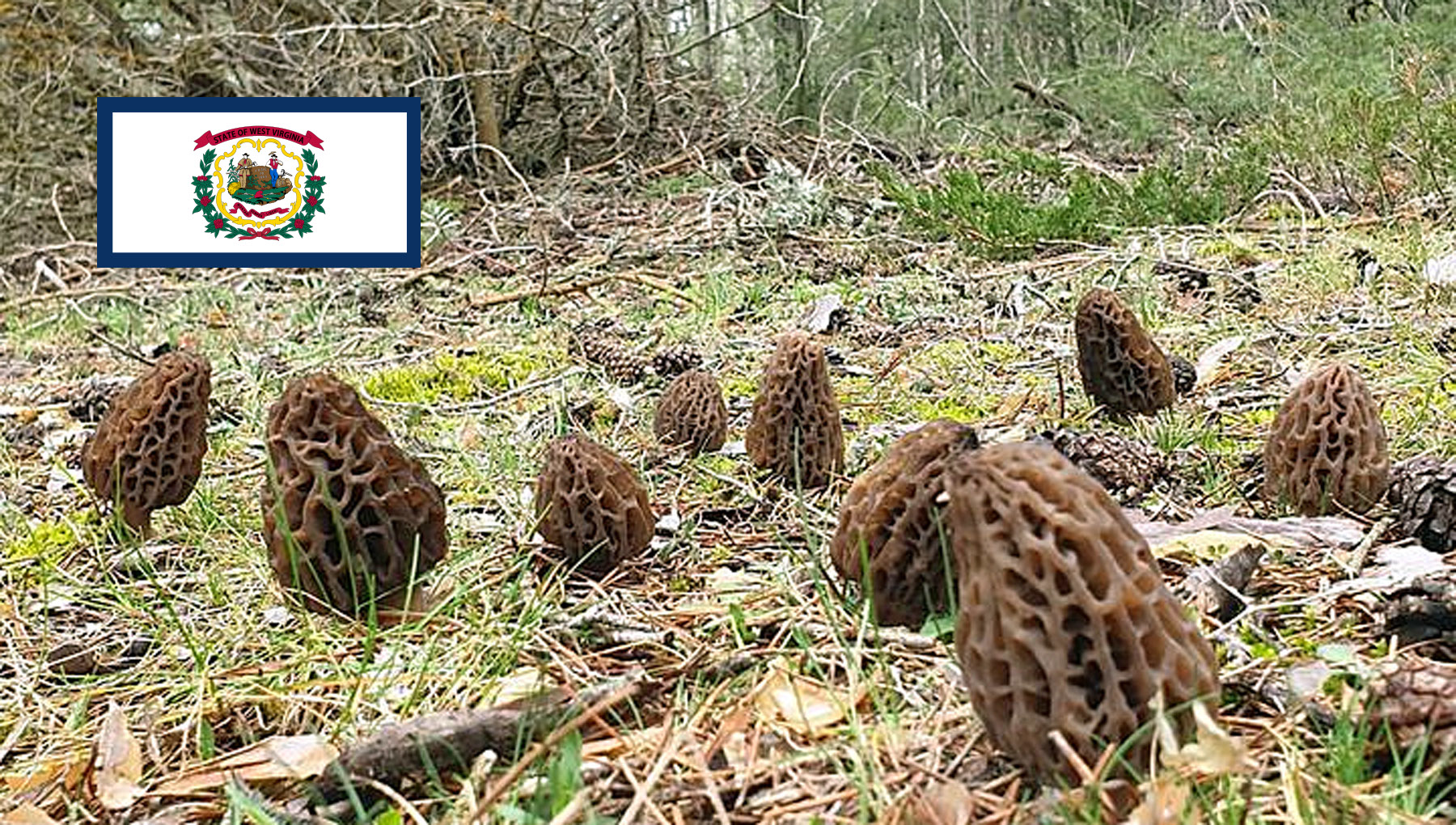 Morel Hunting In West Virginia MushroomStalkers