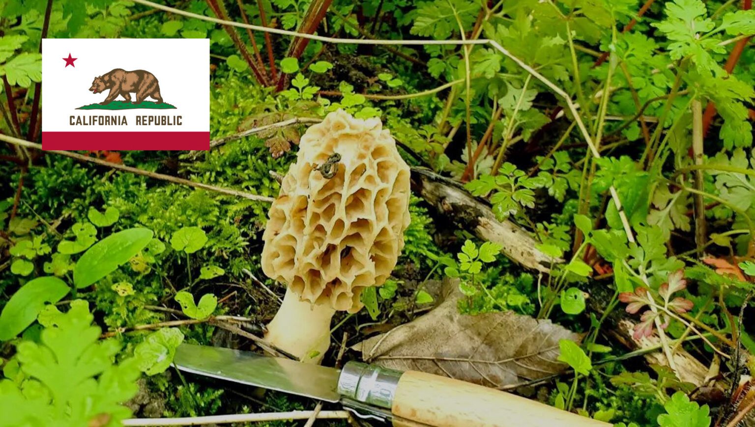 Mushroom Season California MushroomStalkers