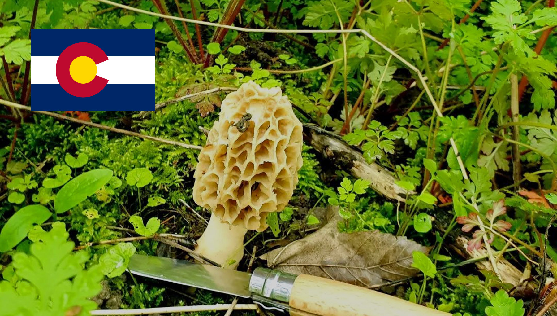 Mushroom Season Colorado MushroomStalkers