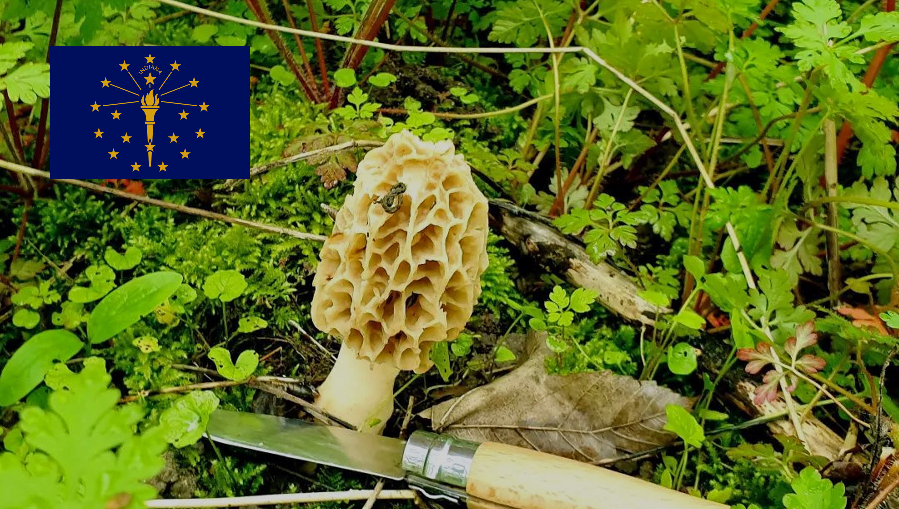 Mushroom Season Indiana MushroomStalkers