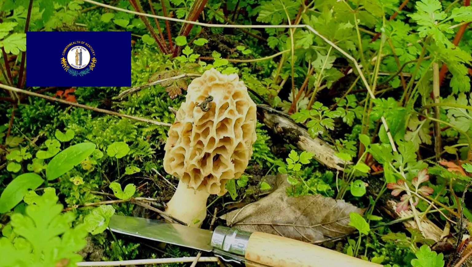 Mushroom Season Kentucky MushroomStalkers