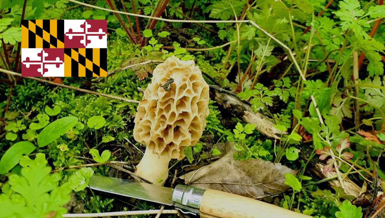 Mushroom Season Maryland MushroomStalkers