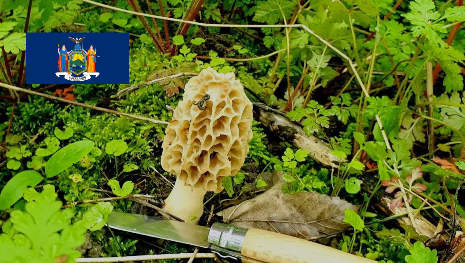 Mushroom Season New York MushroomStalkers