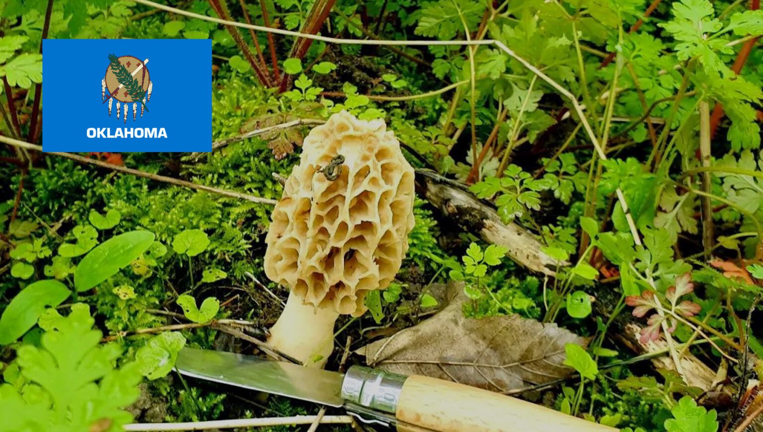 Mushroom Season Oklahoma MushroomStalkers