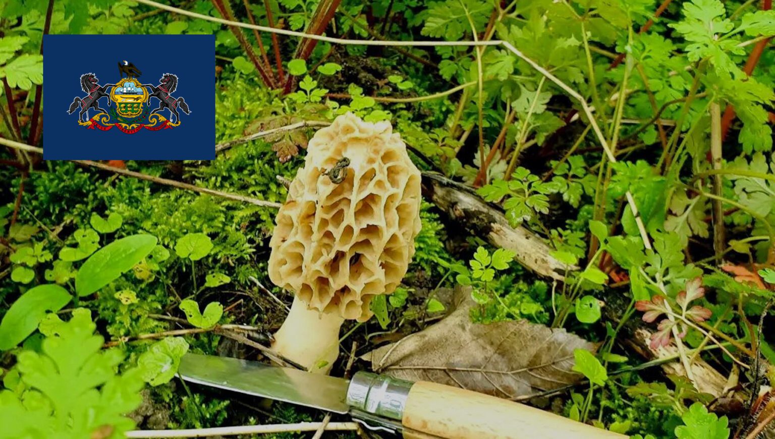 Mushroom Season Pennsylvania MushroomStalkers