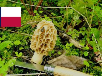 Mushroom Season - Texas