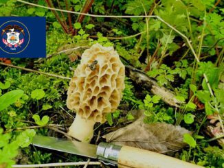 Mushroom Season - Utah