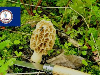 Mushroom Season - Virginia