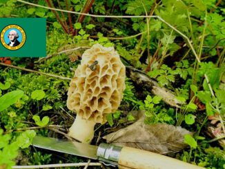 Mushroom Season - Washington