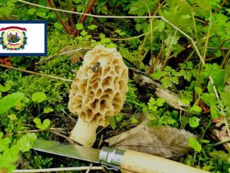 Mushroom Season - West Virginia