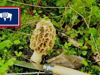 Mushroom Season - Wyoming