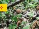 New Mexico Mushroom Guide