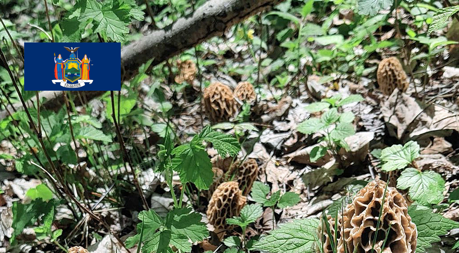 New York Mushroom Guide MushroomStalkers