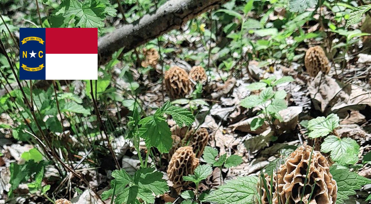 North Carolina Mushroom Guide MushroomStalkers