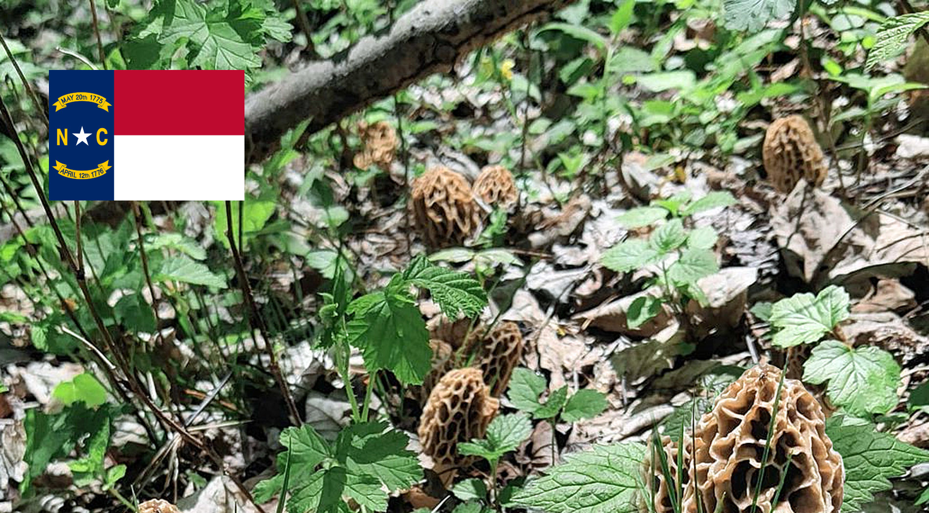 North Carolina Mushroom Guide MushroomStalkers