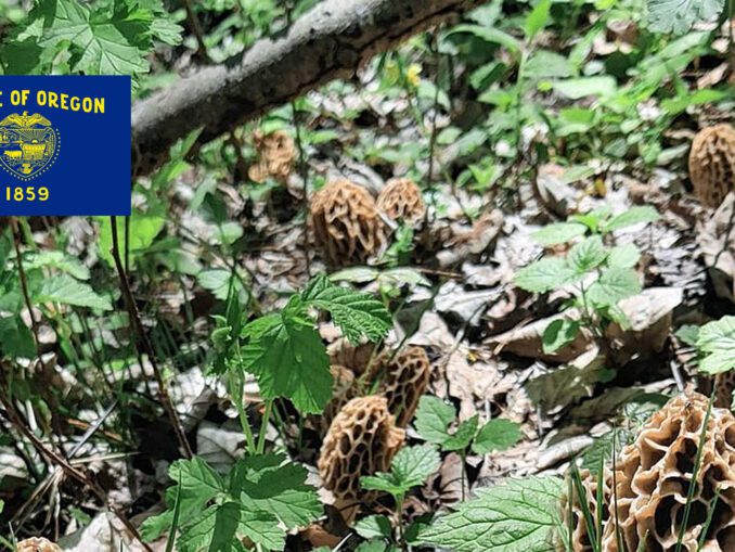 Mushroom Hunting Guide MushroomStalkers