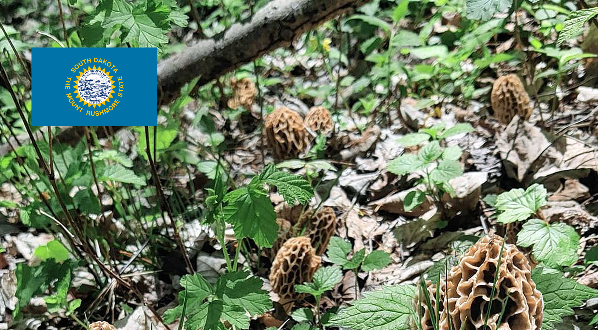 South Dakota Mushroom Guide MushroomStalkers