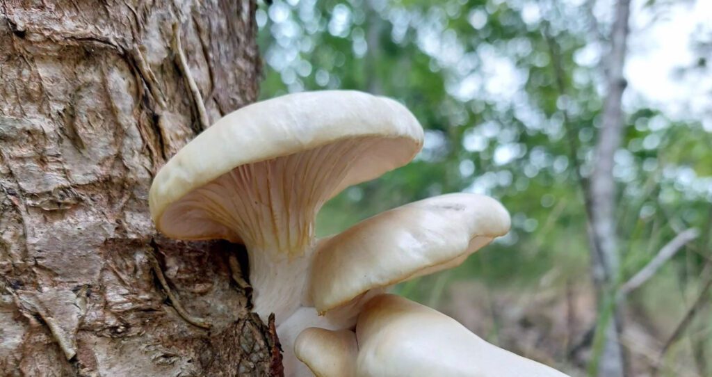Summer Oyster Mushrooms