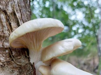 Summer Oyster Mushrooms