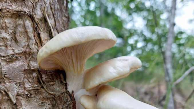 Summer Oyster Mushrooms