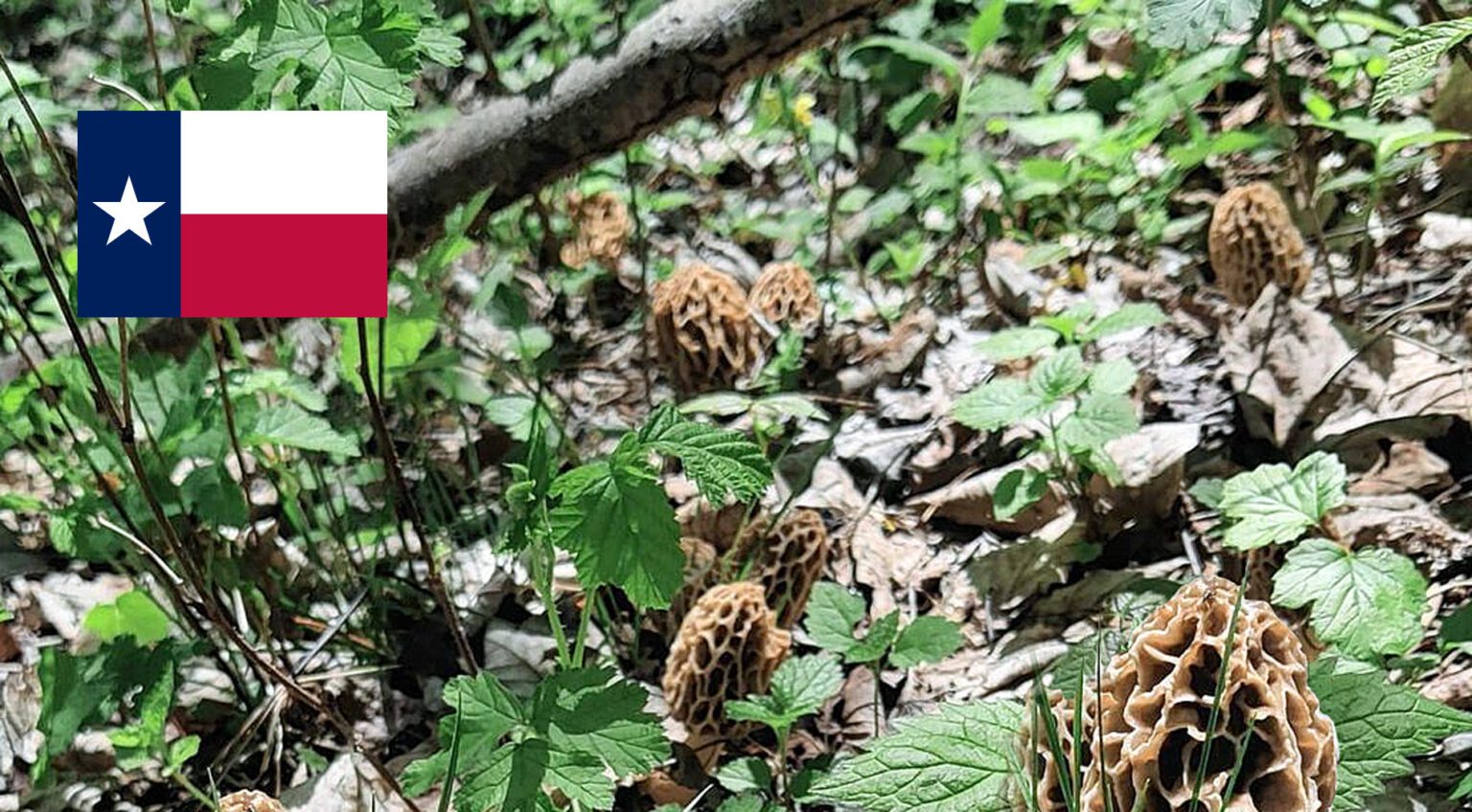 Texas Mushroom Guide MushroomStalkers