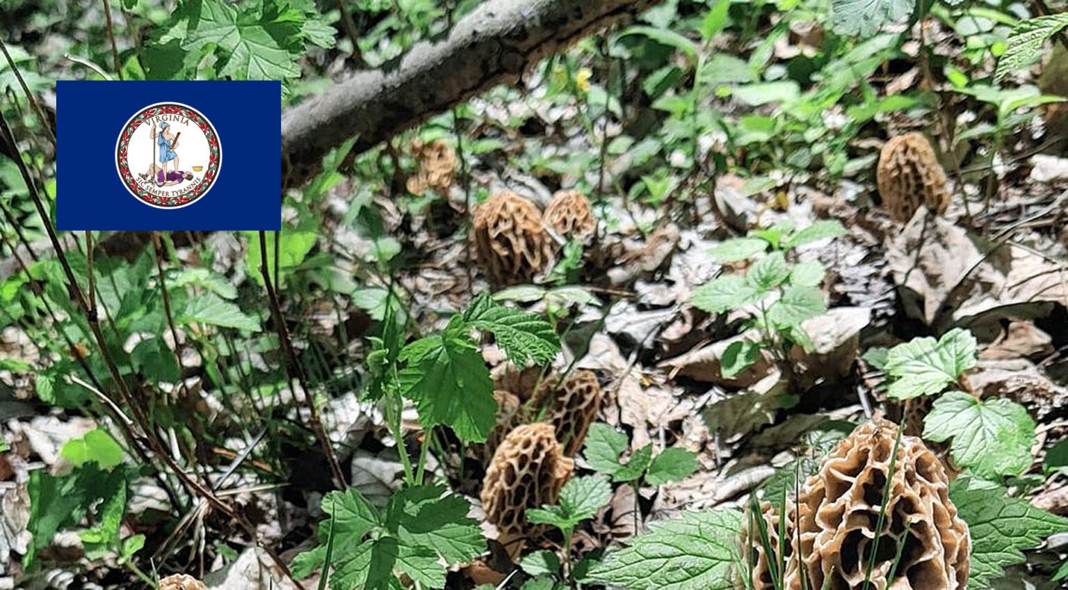 Virginia Mushroom Guide MushroomStalkers