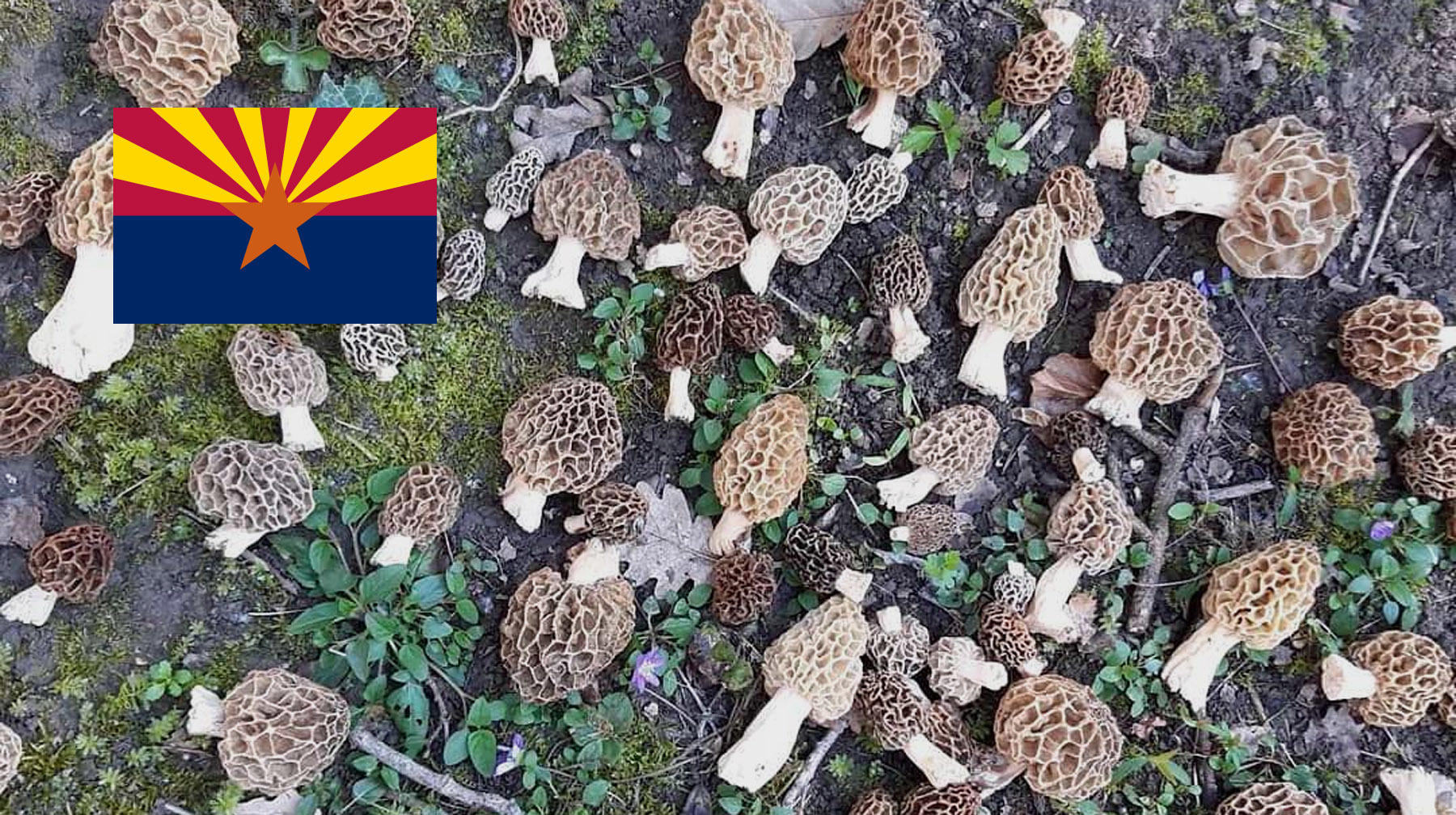 Where To Find Mushrooms In Arizona MushroomStalkers