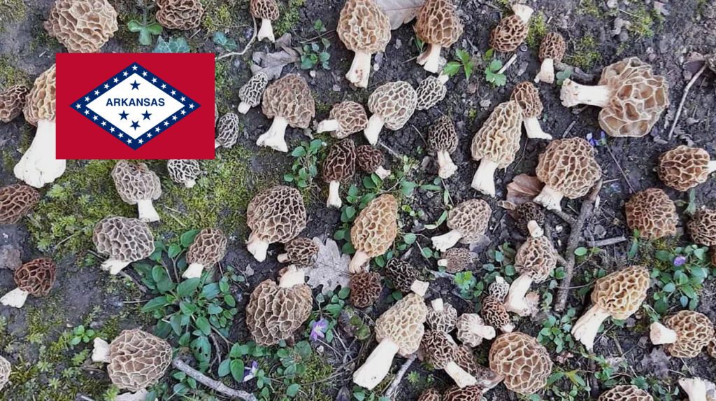 Where To Find Mushrooms In Arkansas - MushroomStalkers