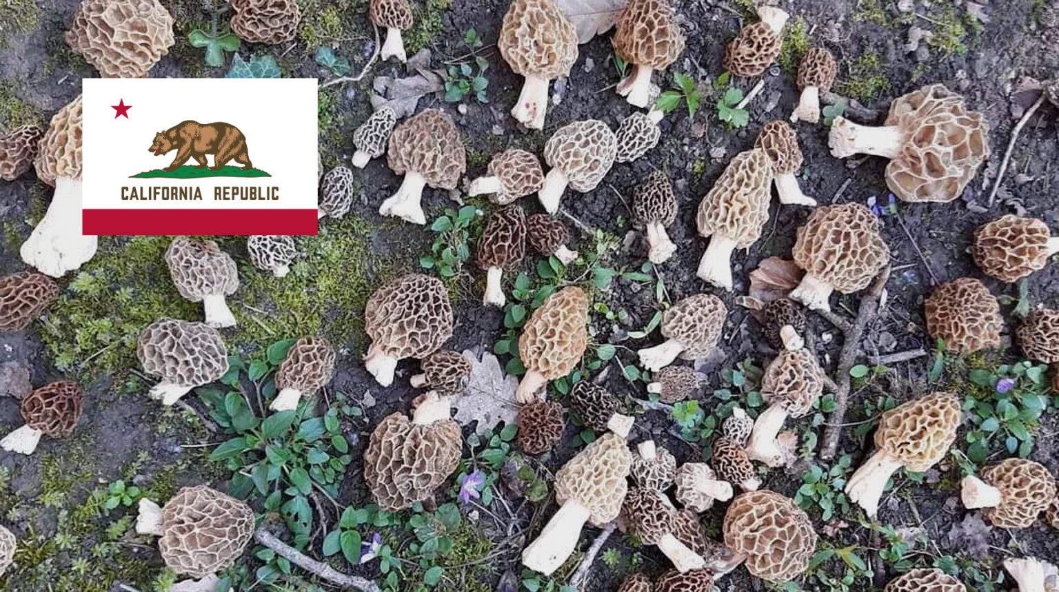 Where To Find Mushrooms In California MushroomStalkers