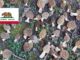 Where To Find Mushrooms In California