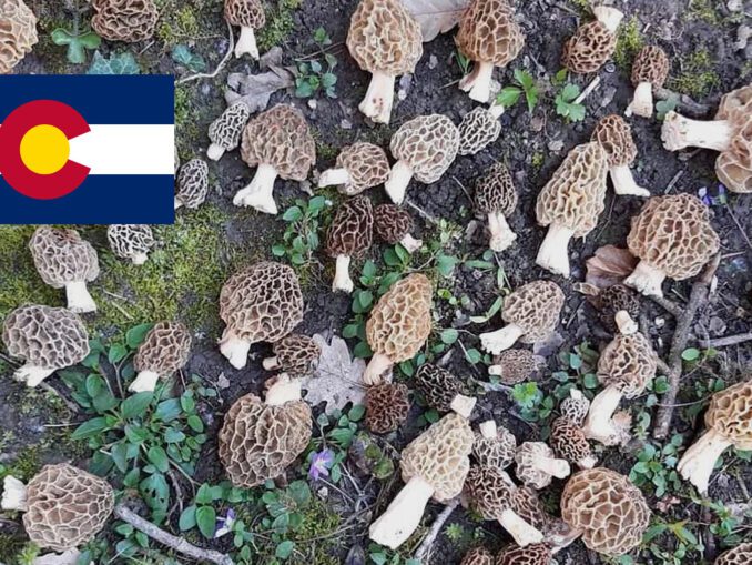 Where to find mushroom in your state MushroomStalkers