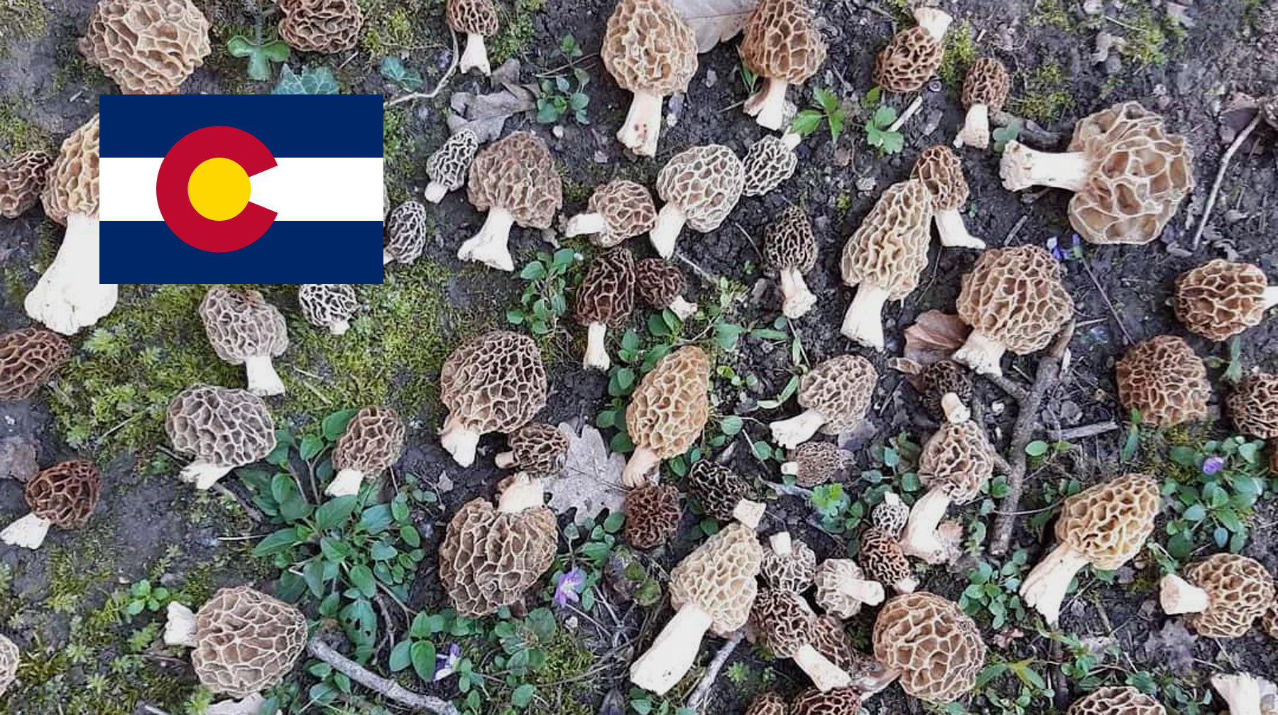 Where To Find Mushrooms In Colorado MushroomStalkers