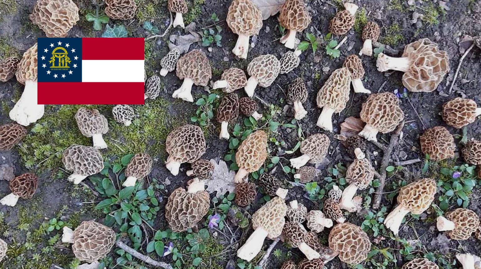 Where To Find Mushrooms In MushroomStalkers