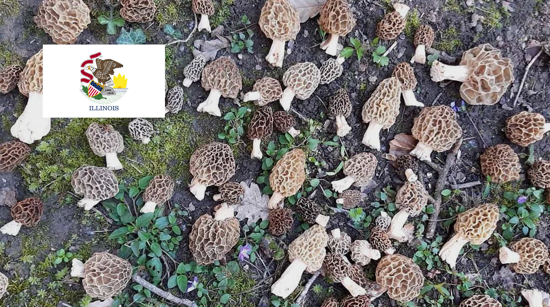 Where To Find Mushrooms In Illinois - Where To Find Mushrooms In Illinois 1