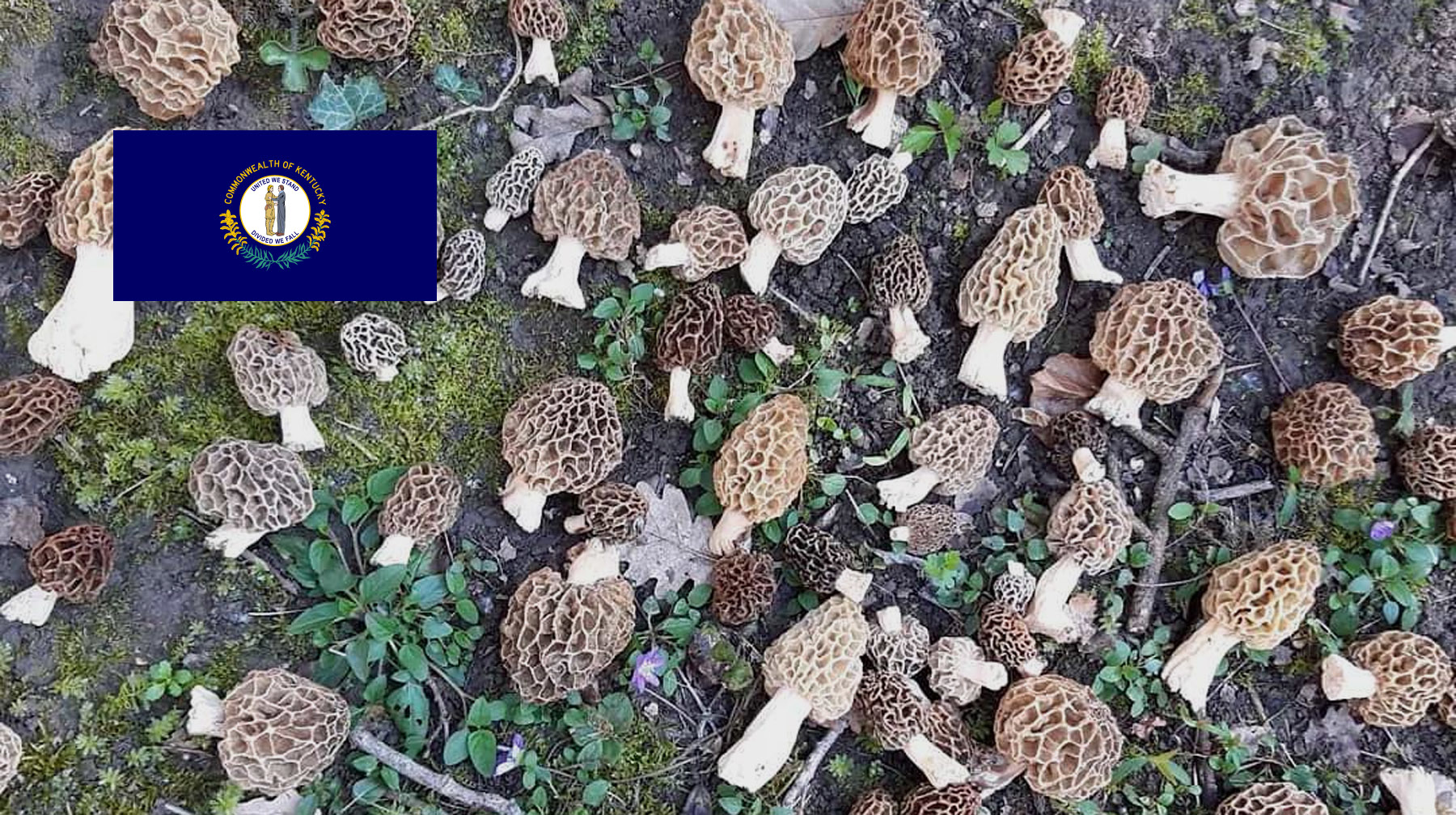 Where To Find Mushrooms In Kentucky MushroomStalkers