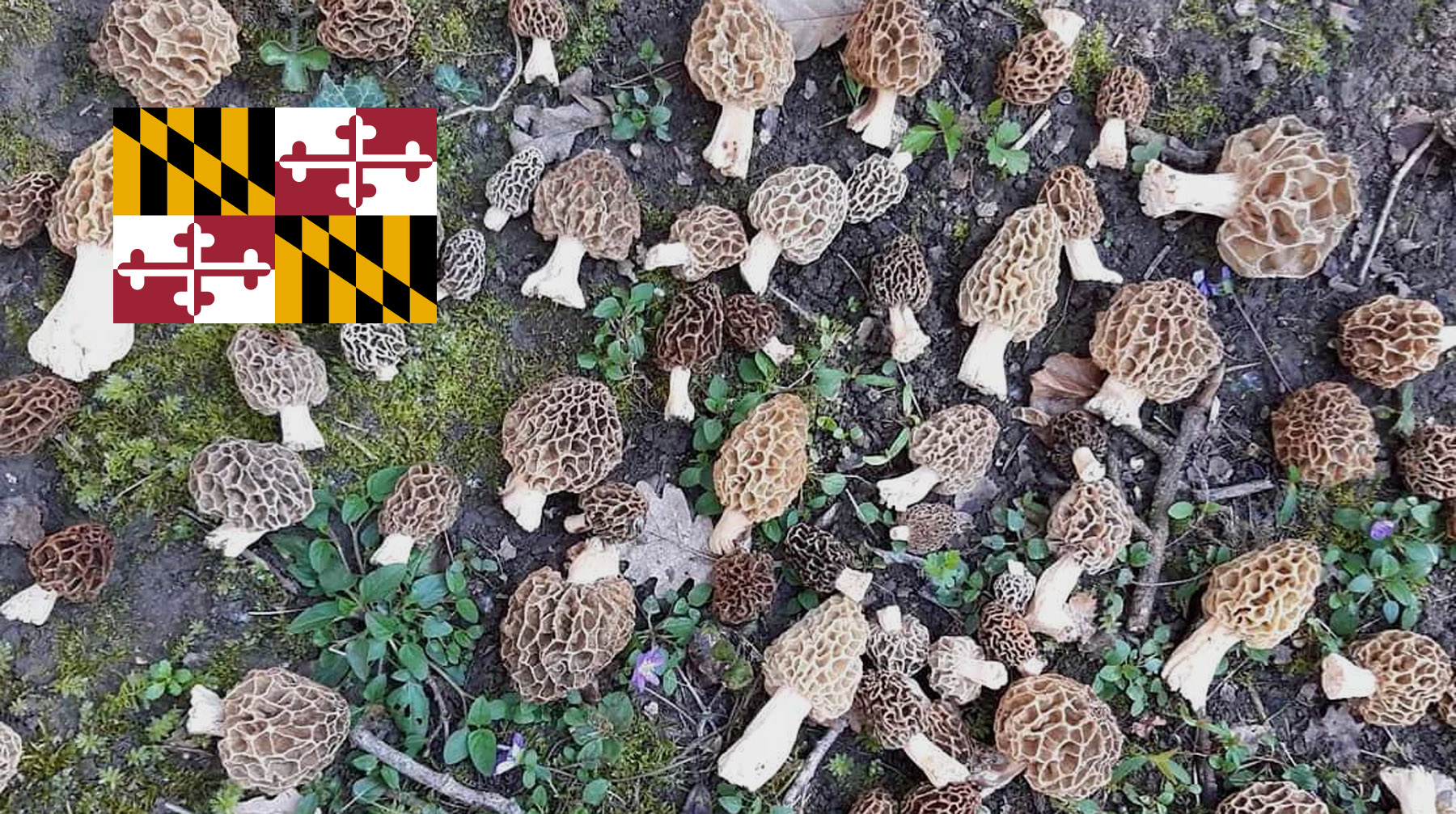 Where To Find Mushrooms In Maryland MushroomStalkers
