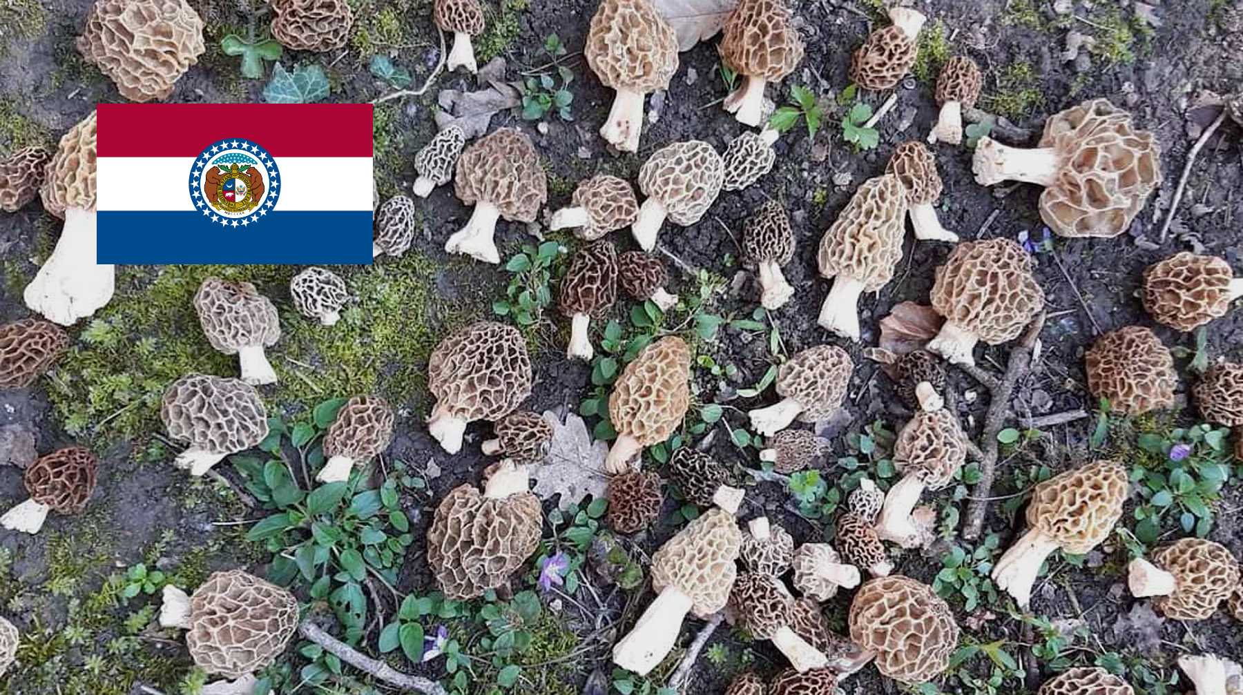 Where To Find Mushrooms In Missouri MushroomStalkers