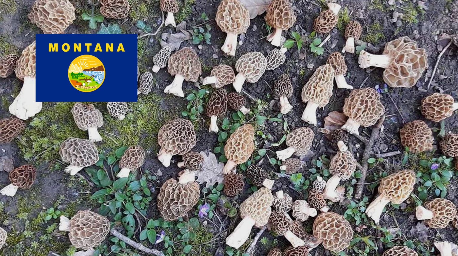 Where To Find Mushrooms In Montana MushroomStalkers