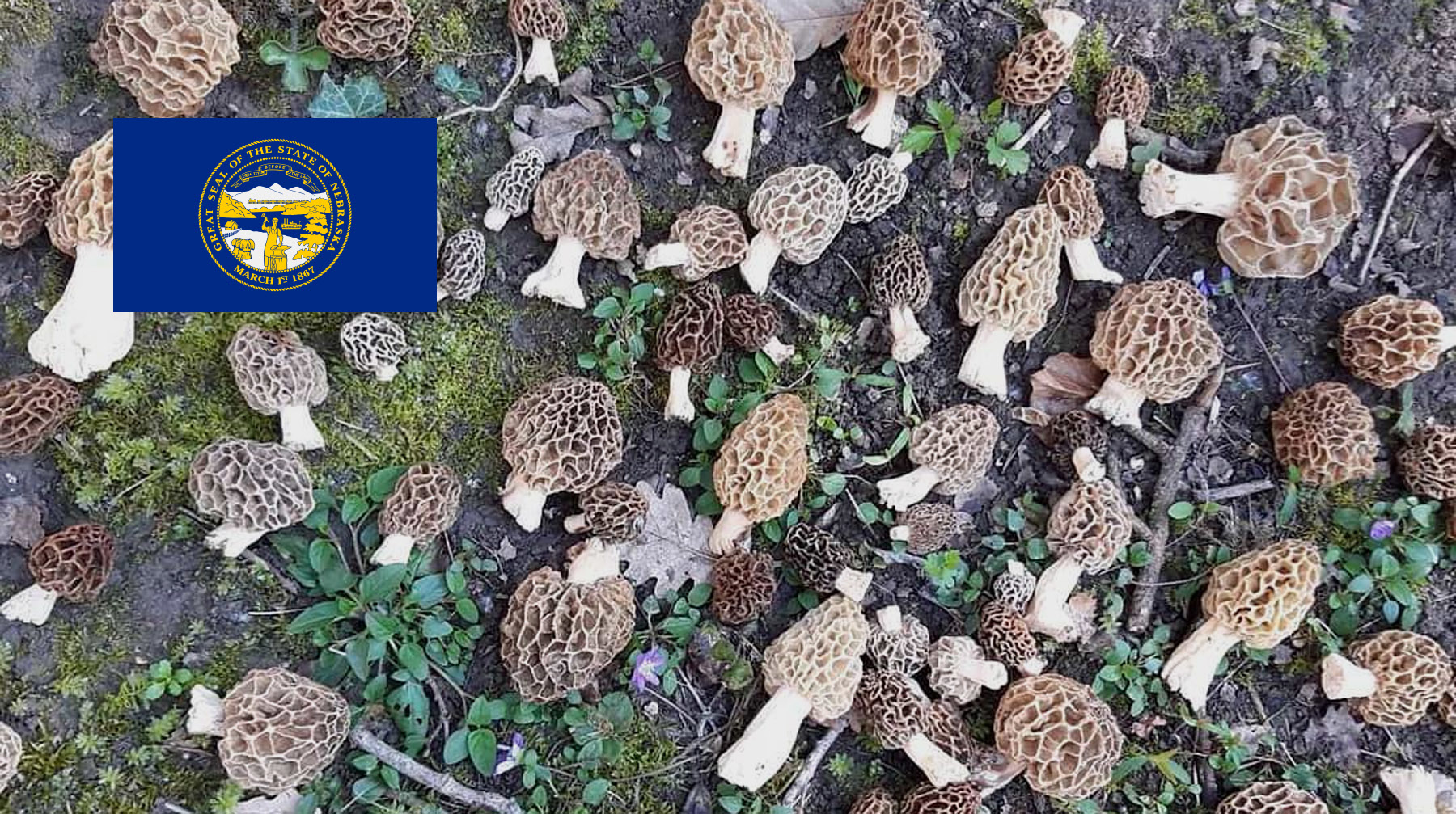 Where To Find Mushrooms In Nebraska MushroomStalkers