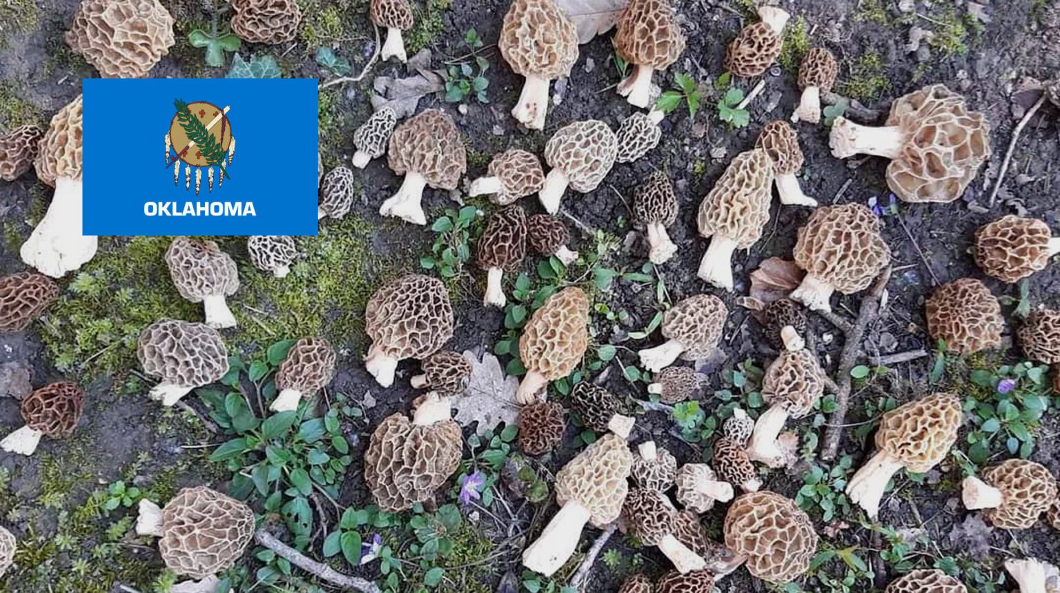 Where To Find Mushrooms In Oklahoma MushroomStalkers