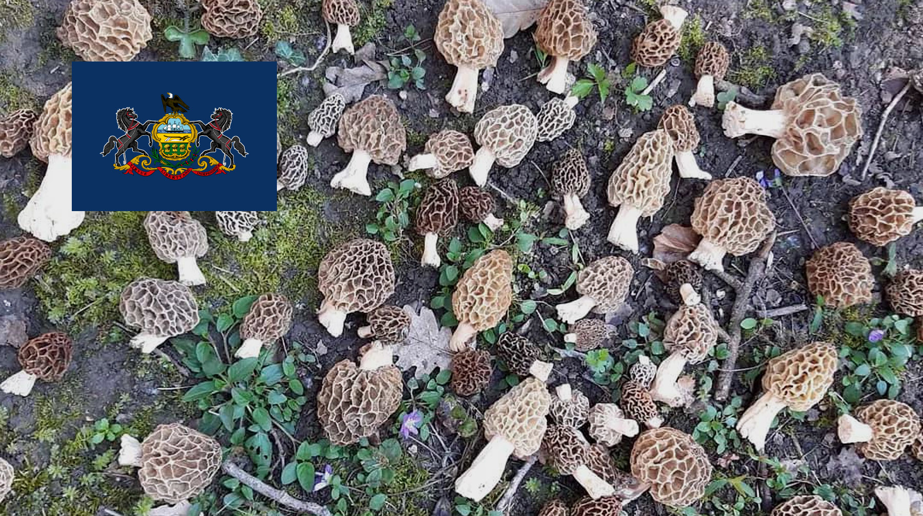 Where To Find Mushrooms In Pennsylvania MushroomStalkers