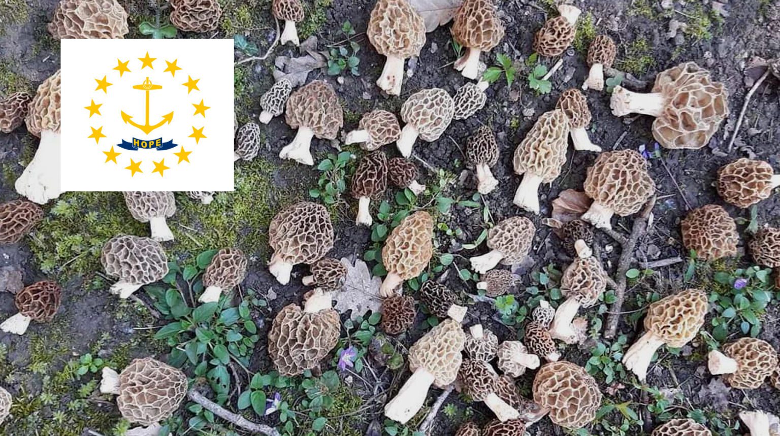 Where To Find Mushrooms In Rhode Island MushroomStalkers