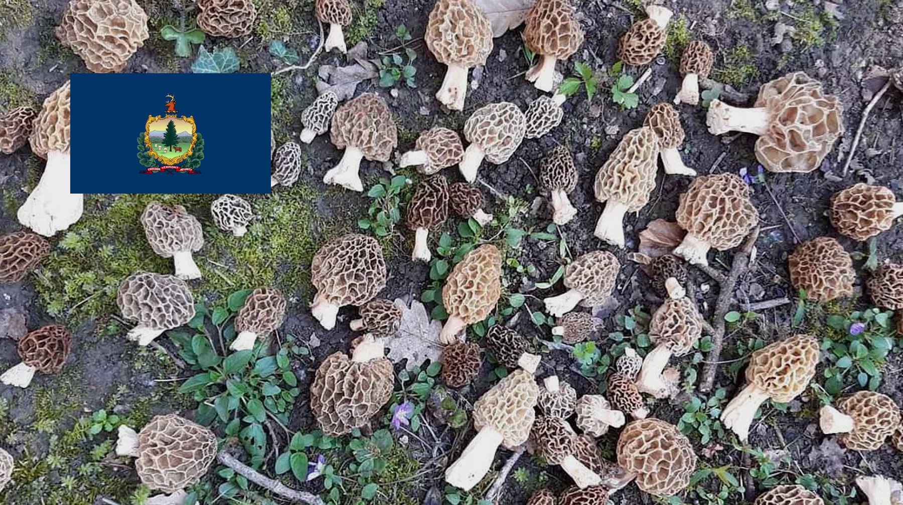 Where To Find Mushrooms In Vermont MushroomStalkers